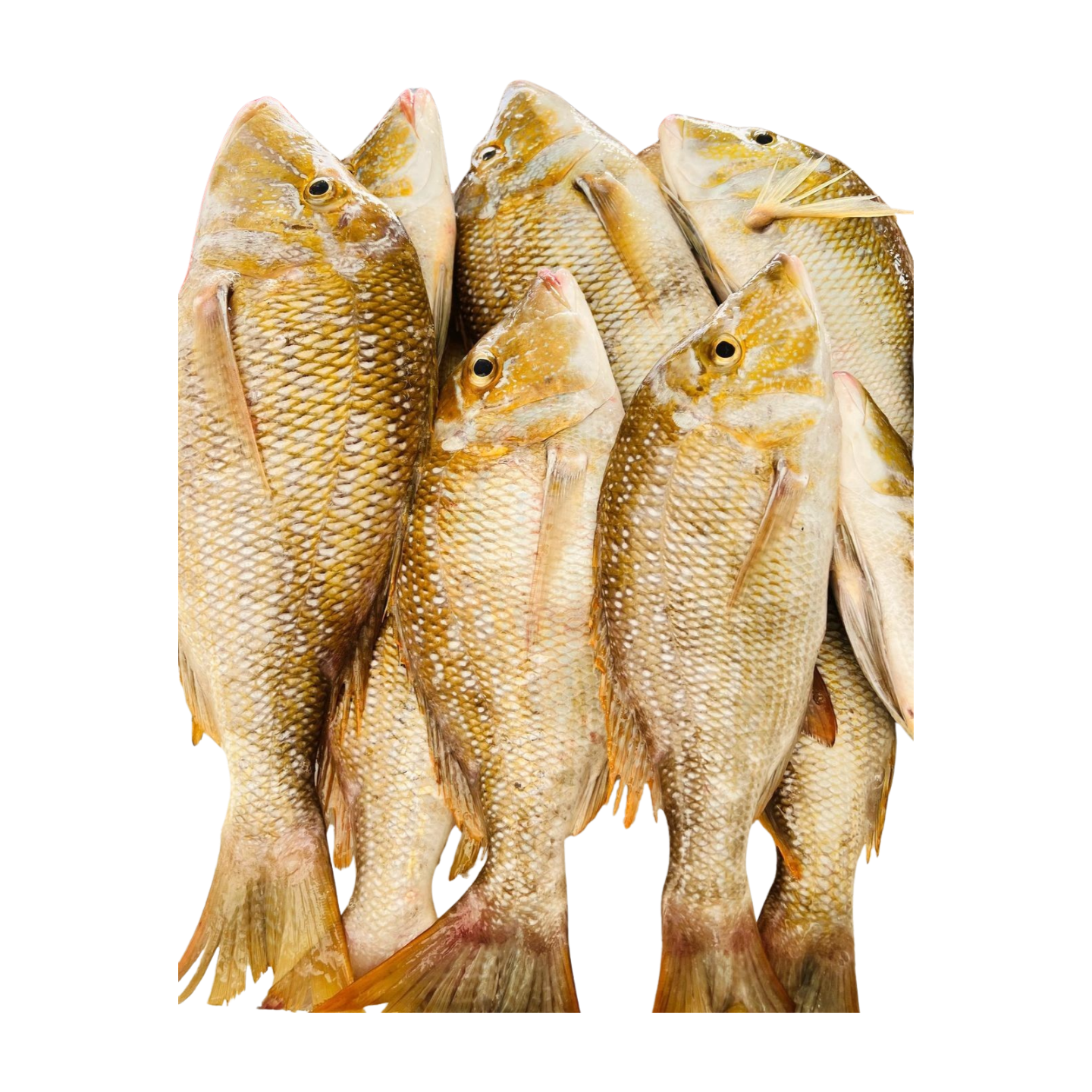 3cdafb46_0d0c_4942_ad3d_295b6c5b008b_l0_001_9_2_2025__12_55_54_am-png